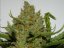 Green Crack Auto - Autoflowering Marihuana Samen 10 Stück Fast Buds