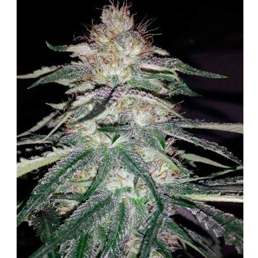 Lost Coast OG - feminizovaná semienka 5ks Humboldt