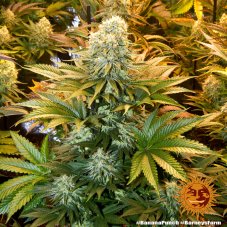 Banana Punch - feminizované semienka 3 ks, Barney´s Farm