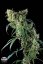 Super Silver Haze 3 ks feminizované semienka Dinafem