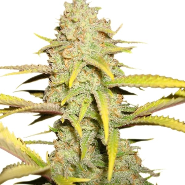 O.G. Kush - feminisierte Samen 3 Stück Royal Queen Seeds