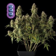 Blueberry Auto Feminizované Semená - 10