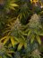 Super Skunk Automatic - feminized And autoflowering seeds 5 pcs Sensi Seeds
