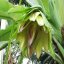 Angess Banana (Ensete vetricosum) 4 seeds