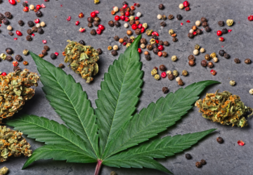 Cariofillene: Il Terpene Speciale della Cannabis - Cannapio