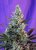 Sweet Skunk Auto – 10 ks samonakvétací semena Sweet Seeds