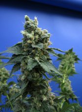 T.H. Seeds Sage'n Sour feminisierte Samen
