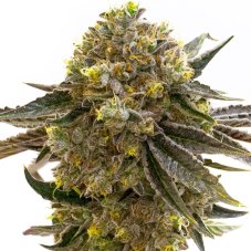 Blimburn Seeds Maracuja feminizovaná semena