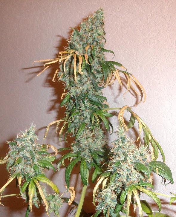 Freddy's Best – feminizovaná semínka 3 ks Dutch Passion