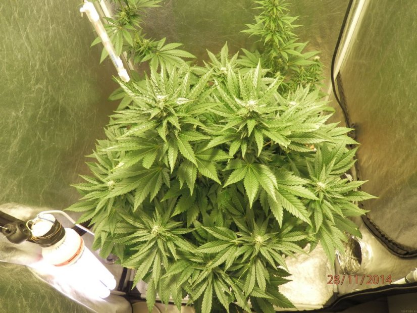 White Widow - feminizovaná semínka Royal Queen Seeds 3 ks