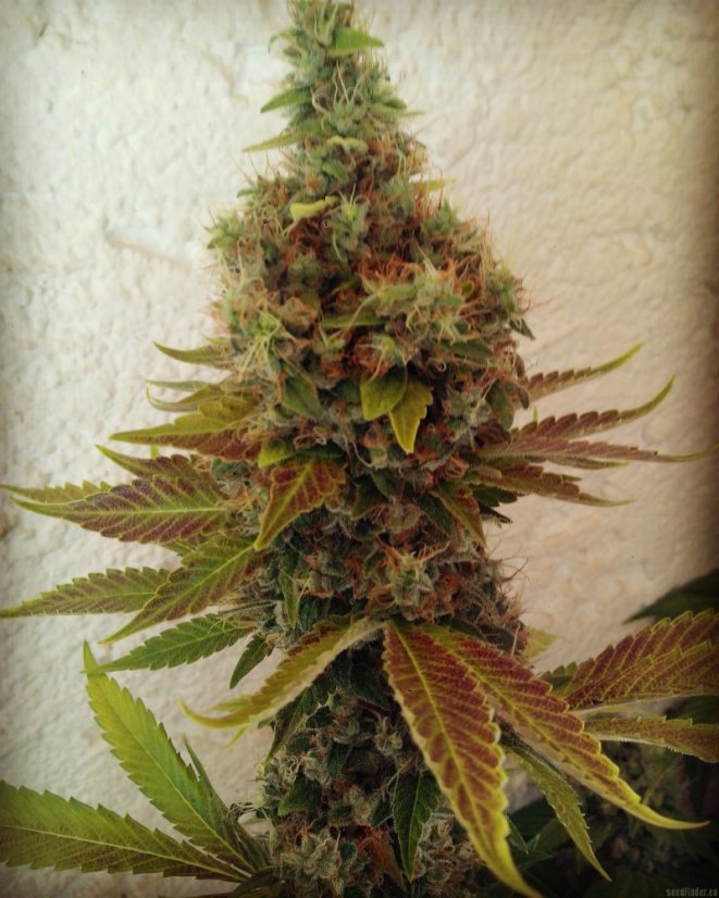 Diesel - 10 sztuk feminizowanych nasion Dinafem