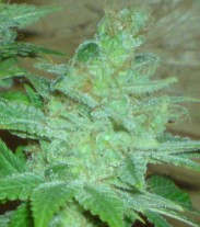 Blue Cheese Auto - Semillas Feminizadas Autoflorecientes 36 ud Natural Seeds