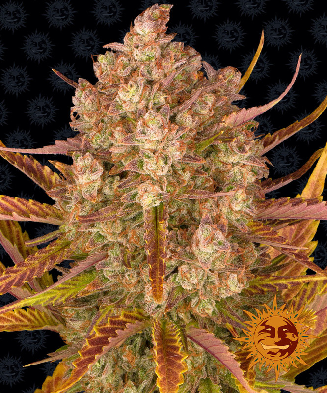 Dos Si Dos Auto - autoflowering semena marihuany 3 ks Barney´s Farm