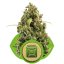 Diesel Automatic - samonakvétací semínka 3ks Royal Queen Seeds