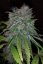 707 Headband - feminizovaná semienka 3ks Humboldt