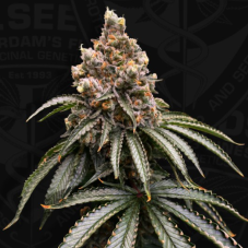 T.H. Seeds Mona Lisa feminizované semená