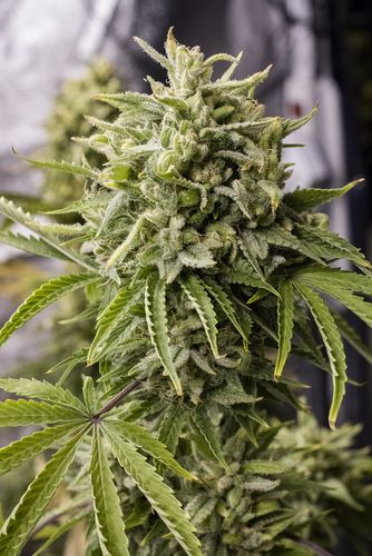 Bubba Kush Auto - fem. a samonakvétací semienka 3ks Humboldt