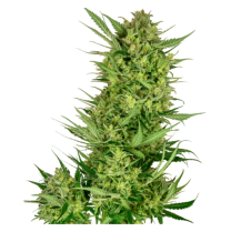 Sensi Seeds Buttercream Gelato feminizované semeno