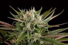 Blue Cheese - 3in Dinafem feminizowane nasiona