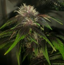 Devil Cream Auto - samonakvétací semínka 5 ks Sweet Seeds