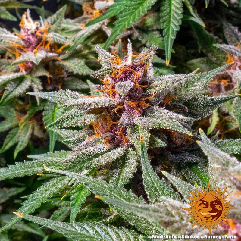 Runtz Auto - autoflowering semena marihuany 3 ks Barney´s Farm