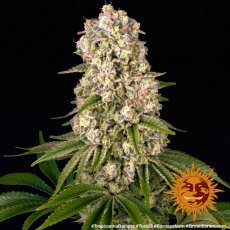 Tropicanna Banana - feminized marijuana seeds 3 pcs Barney´s Farm