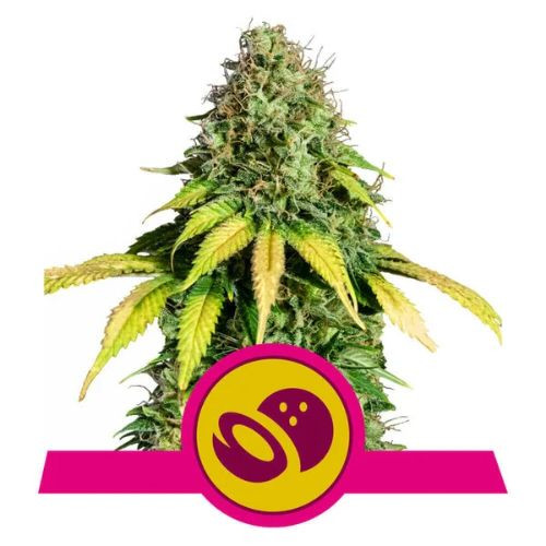 Somango XL - nasiona feminizowane 3 szt Royal Queen Seeds