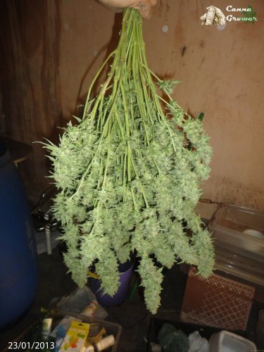 Industrial Plant - 10 pieces of feminized Dinaf seeds