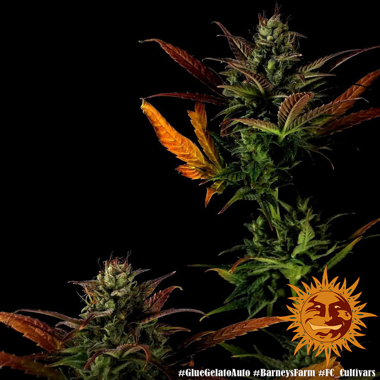 Glue Gelato Auto - autoflowering semena marihuany 10 ks Barney´s Farm