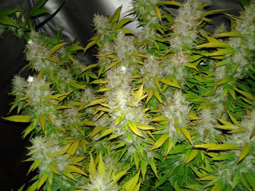 Royal Creamatic - samonakvétací semínka 5ks Royal Queen Seeds