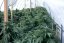Bubba Kush - feminizovaná semienka 3ks Humboldt