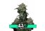 Gorilla Cookies FF - feminizowane nasiona marihuany 3 szt Fast Buds