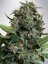 Auto Pilot XXL - autoflowering seeds 5 pcs Ministry of Cannabis