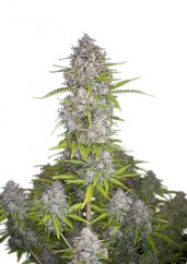 Orange Sherbet Auto - autoflowering semená marihuany 5 ks Fast Buds