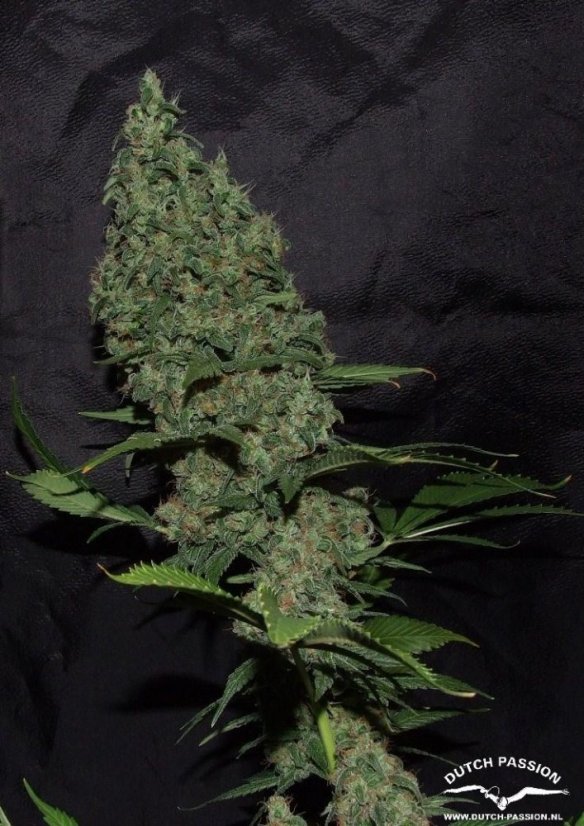 White Widow X The Ultimate®- standardizovaná semena 10 ks Dutch Passion