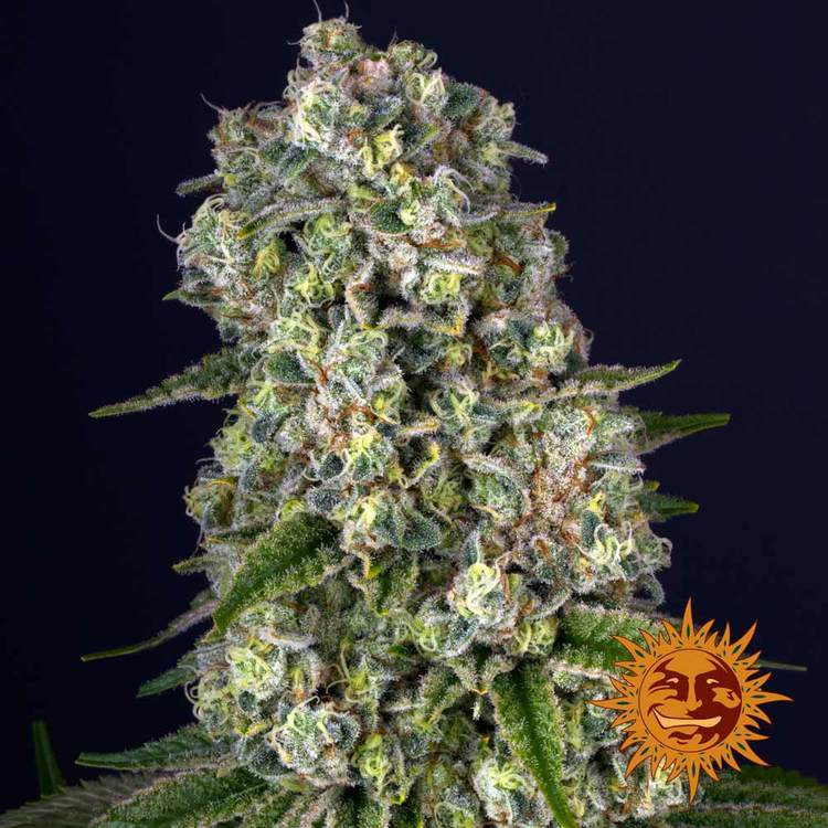 Tropicanna Banana - feminizovaná semena marihuany 10 ks Barney´s Farm