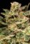 Atomical Haze - feminisierte Samen 3 Stück Paradise Seeds