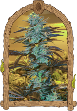 Purple Monkey Auto - feminizovaná samonakvétací semena, 10 ks, Exotic Seed