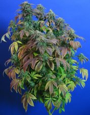T.H. Seeds Heavy Duty Fruity regulérní semena