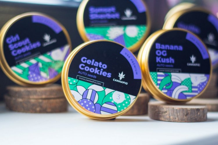 Auto Girl Scout Cookies - autoflowering semena 3 ks Cannapio