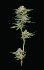 Humboldt Seed Company Durban Poison Auto samonakvétací feminizovaná semena