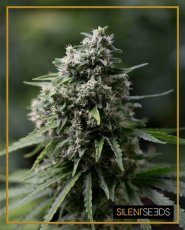 Critical + 2.0 - feminized seeds 10pcs, Silent Seeds