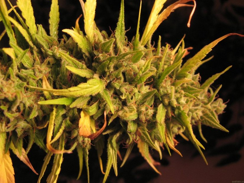 Psicodelicia - Feminisierte Samen 5ks Sweet Seeds