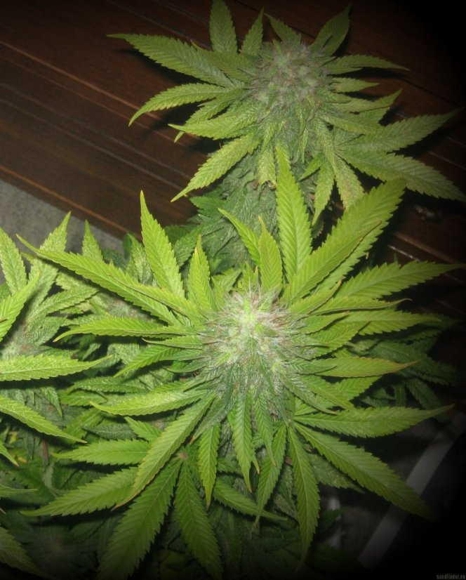 Sweet Cheese - feminisierte Samen 10 Stück süße Samen