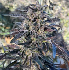 Big Mike's Genetics Cheetah Cherry Gelato Feminized Seeds, 3 pcs