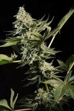 Paradise Seeds Glowstarz feminisierte Hanfsamen