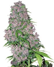 Purple Bud - feminizované semienka konope 5 ks, Sensi Seeds