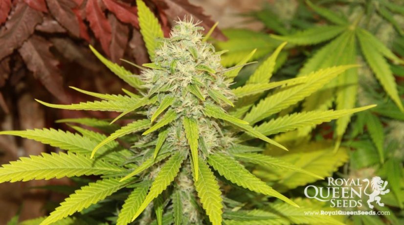 Sweet Skunk Automatic - feminizované a autoflowering semienka 3ks Royal Queen seeds