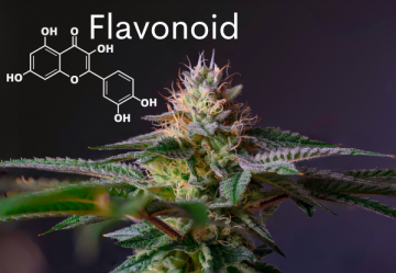 Flawonoidy - ważny składnik konopi obok kannabinoidów i terpenów.