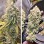 Ice Cream Haze Feminisierte Samen - 3